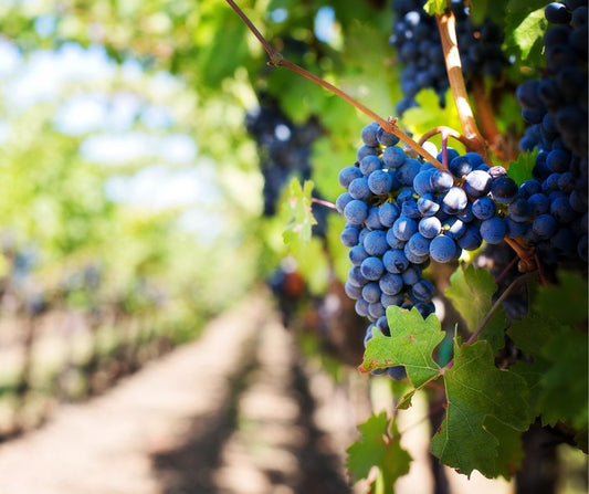 Donnerstag, 25. September: 4 Länder - 4 Winzer