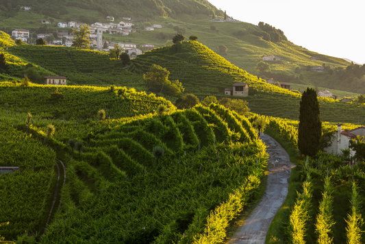 15. - 17. Oktober 2026: Weinreise Trentino, Bassano del Grappa, Valdobbiadene & Südtirol