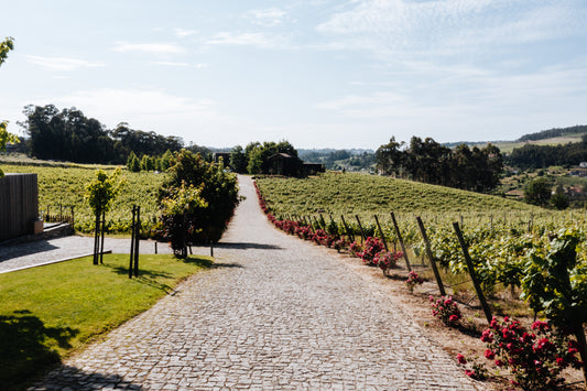 Die Weinregionen Portugals: Vinho Verde