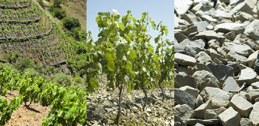 Priorat. Bestes Terroir der Welt?