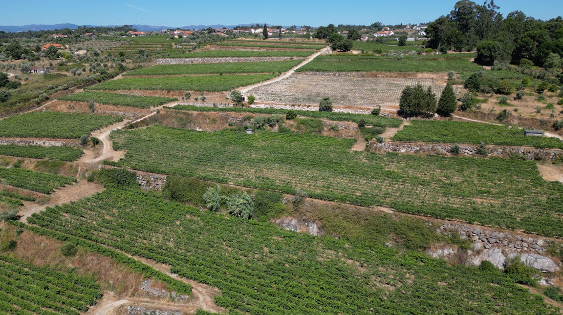 Donnerstag, 13. August, 19:00 Uhr: MASTERCLASS CMWines, Dao, Portugal