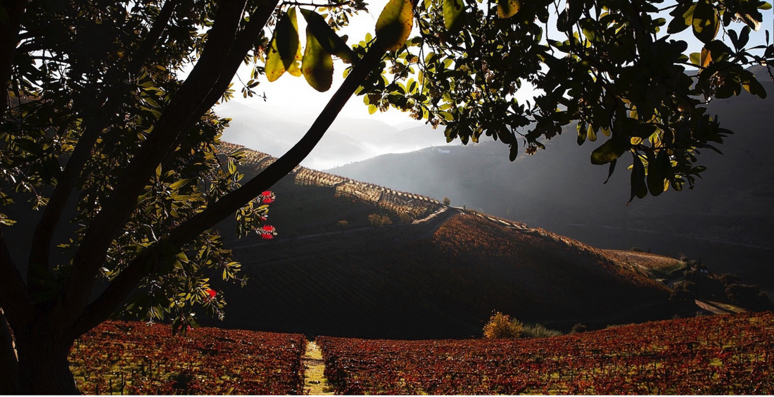 Freitag, 25. September, 19:00 Uhr: MASTERCLASS Quinta Nova de Nossa Senhora del Carmo, Douro + Taboadella 1255, Dao Portugal